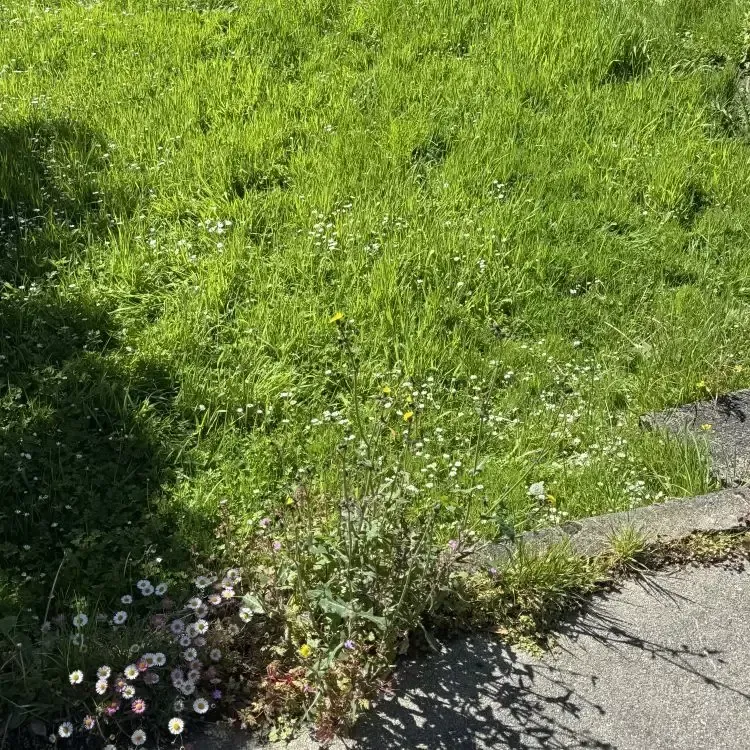 Before: Long grass overtaking the lawn in Halfwaybush, Dunedin.