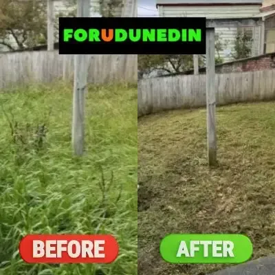 Before & After: Lawn mowing on an overgrown 20-metre-square lawn in St. Clair, Dunedin.
