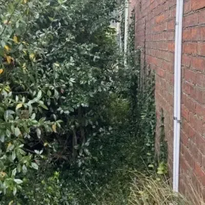 Before: Garden maintenance, long pole headge trimming, greenwaste removal services in St Clair, Dunedin.