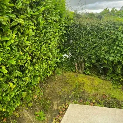 Multiple hedge varieties in a Dunedin residential garden including broadleaf and dense screening types.