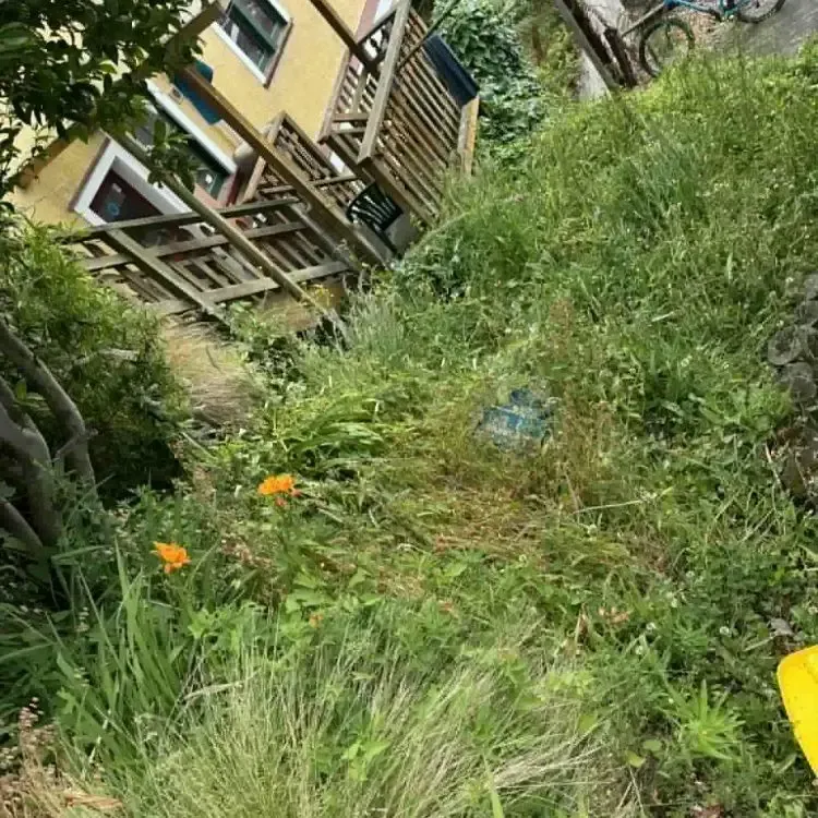 Before: Overgrown grass and weeds covering a sloped backyard area in Dunedin Central, Dunedin.
