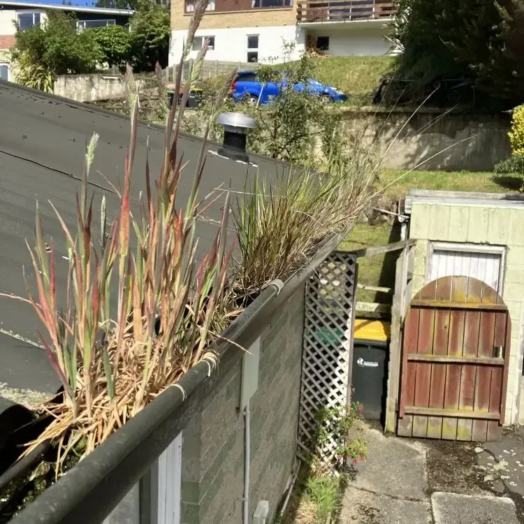 Before: Long grass and weeds growing inside roof gutters on a Wakari property in Dunedin.