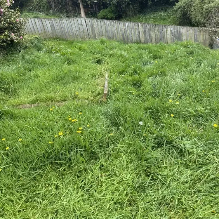 Before: Overgrown lawn cutting service in Pinehill, Dunedin.