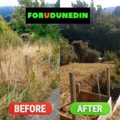 Before & After: Front yard section clean-up for a house getting ready to go on sale in North Dunedin.