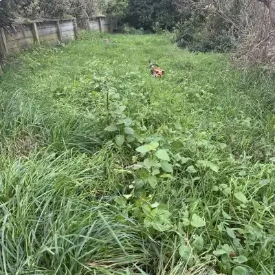 Before: Large area of an overgrown back lawn mowed to perfection.