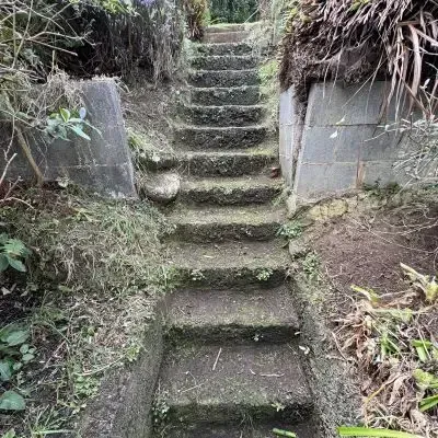 After: Overgrowth of vegetation and clearance from steps, North Dunedin.