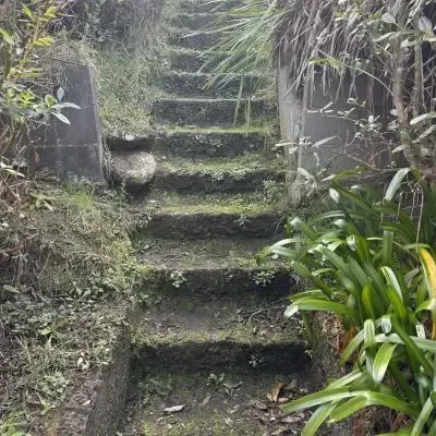 Before: Overgrowth of vegetation and clearance from steps, North Dunedin, Dunedin.