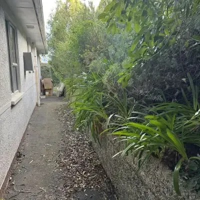 Before: Overgrown vegetation clearance down a path beside a home in St. Clair, Dunedin.