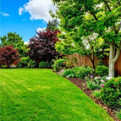 A well-maintained residential garden in Dunedin showing planned tree management and balanced landscaping.