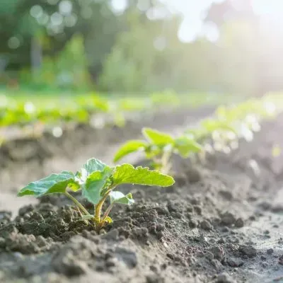 Young plants spaced evenly in a Dunedin garden bed with sunlight supporting healthy growth and root development.