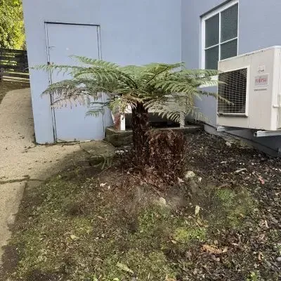 After: Fern pruning and garden bed weeding services, St. Clair.