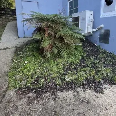Before: Fern pruning and garden bed weeding services, St. Clair, Dunedin.
