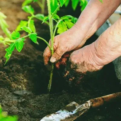 Planting a young fruit tree seedling in a Dunedin garden bed following council planting guidance.