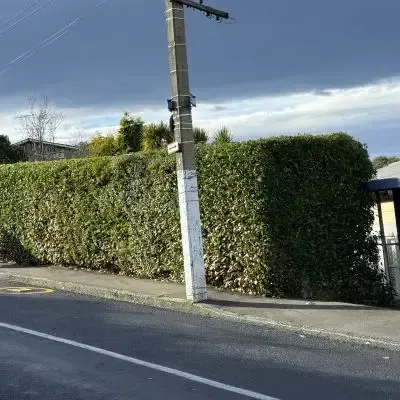 After: Power hedge trimming services for a 50 metre long and 3 metre high holy hedge job in St Clair.