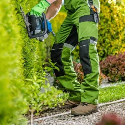 Professional hedge trimming using controlled technique and safety practices in Dunedin.