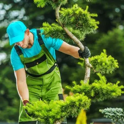 Professional inspecting a small tree at ground level to assess structural safety before removal.