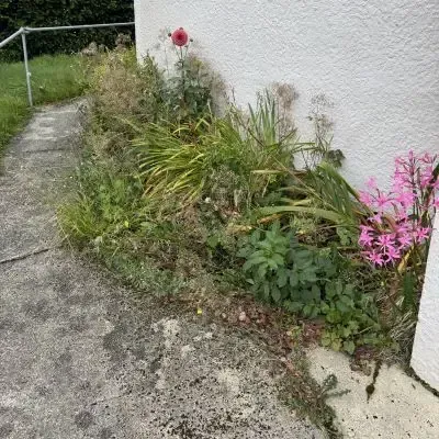 Before: Overgrown weeds and garden waste build up, and garden clearance services beside a residential home in North Dunedin.
