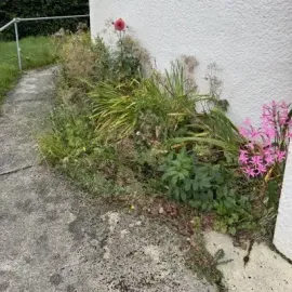 Before: Overgrown weeds and garden waste build up, and garden clearance services beside a residential home in North Dunedin, Dunedin.