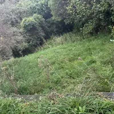 Before: Lawn mowing and backyard tidy up in North Dunedin.