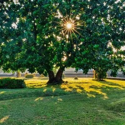 A large heritage tree in Dunedin park symbolising protected and scheduled trees.