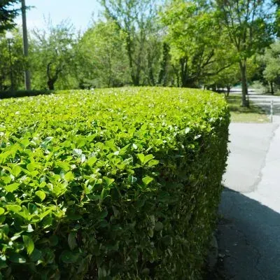 Trimmed hedge kept clear of a public walkway to meet safe access and vegetation setback expectations.