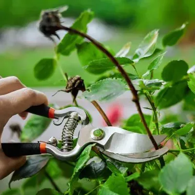 Rose, Hydrangea, Flower, and fruit tree pruning services in Dunedin.