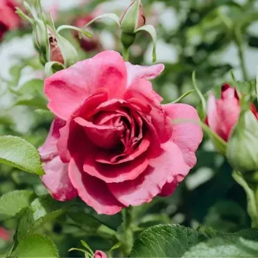 FORUDUNEDIN's rose and hydrangea pruning services for healthier blooms for Dunedin gardens.