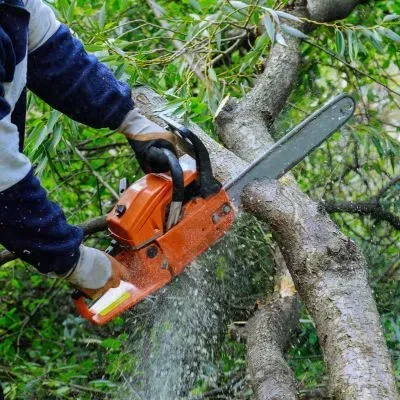 Gardener safely cutting a small tree in Dunedin during controlled tree removal work.