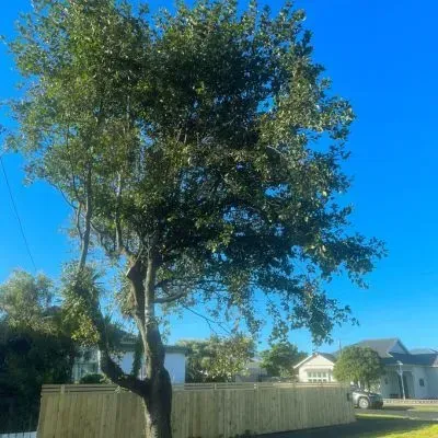Mature residential tree in Dunedin, potentially subject to 2GP scheduled tree protections and consent requirements.