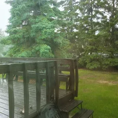 Rainy residential backyard in Dunedin illustrating how seasonal weather conditions influence tree removal planning.