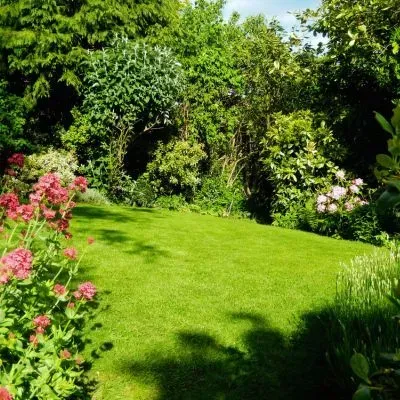 Residential Dunedin garden showing seasonal plant growth, lawn coverage, and mature shrubs.