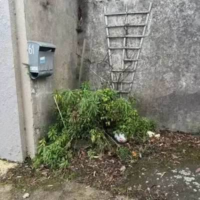 Before: Small area of an overgrown corner weeded and tidied up in North Dunedin.