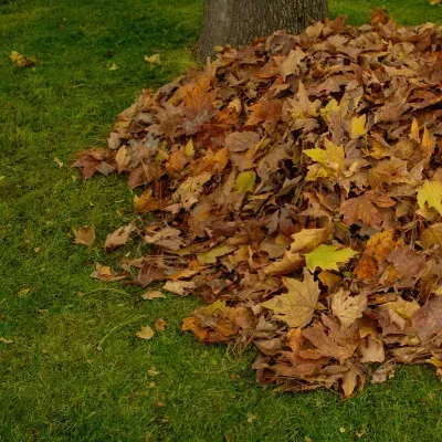 Leaf debris piled on a Dunedin lawn shows why proper section clearing protects surface drainage.