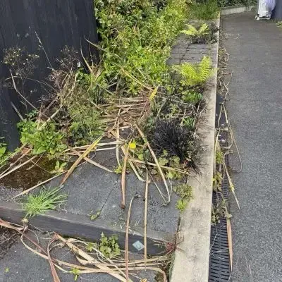 Before: Garden bed tidy up, removing dead plants and other vegetation, resulting in a beautiful garden bed in North Dunedin.