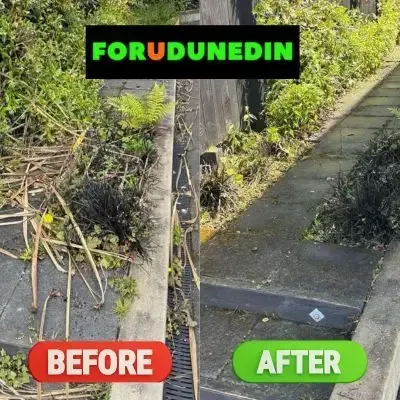 Before & After: Weed pulling and green waste handling in North Dunedin, Dunedin.