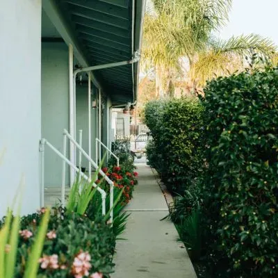 Trimmed hedge alongside pedestrian pathway in Dunedin showing compliant vegetation clearance and safe access.