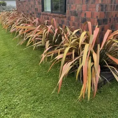 Before: Removal of flax bushes and garden bed tidy up.