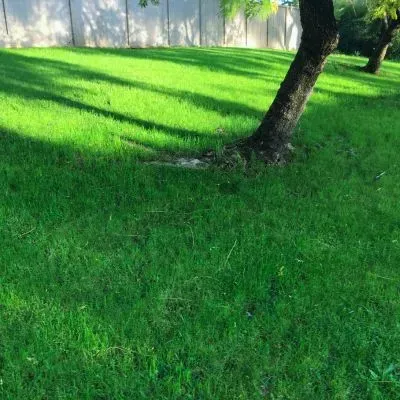 Sunlit residential lawn in Dunedin illustrating improved garden balance following selective tree management.
