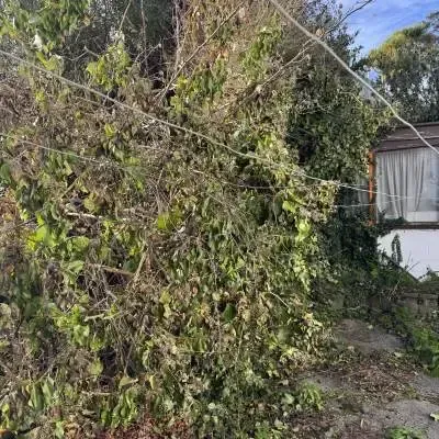 Before: Site and tree cutback in St. Clair, Dunedin.