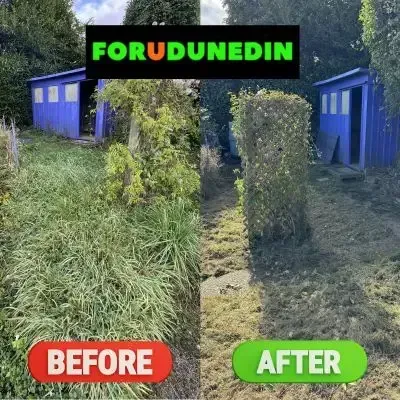 Before & After: Backyard clean-up including lawn mowing and hedge shaping in North Dunedin.