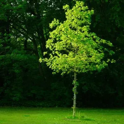 A tree size example before our FORUDUNEDIN gardener removes it from a Taieri, Dunedin backyard.