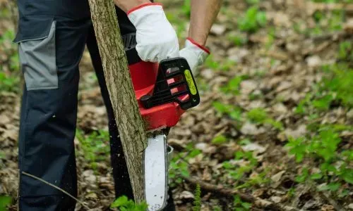 FORUDUNEDIN gardener using a chainsaw for small-tree removal in Kaikorai Valley, Dunedin.