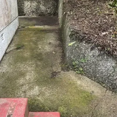 After: Small tree and bush removal from the side of a residential home in St. Clair.