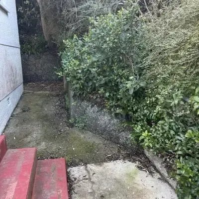 Before: Small tree and bush removal from the side of a residential home in St. Clair, Dunedin.