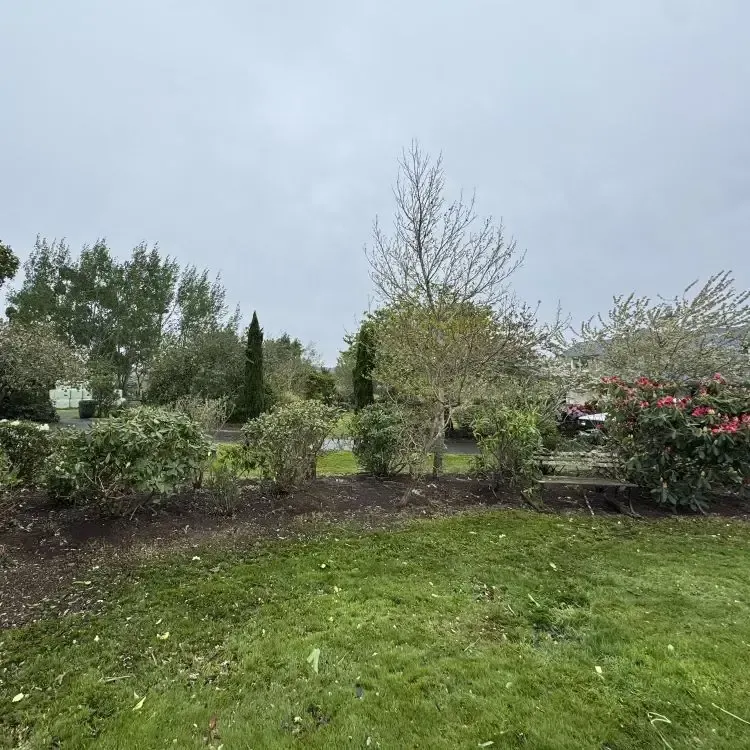 After: Small tree trimming and pruning in Allanton.