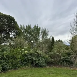 Before: Small tree trimming and pruning in Allanton, Dunedin.