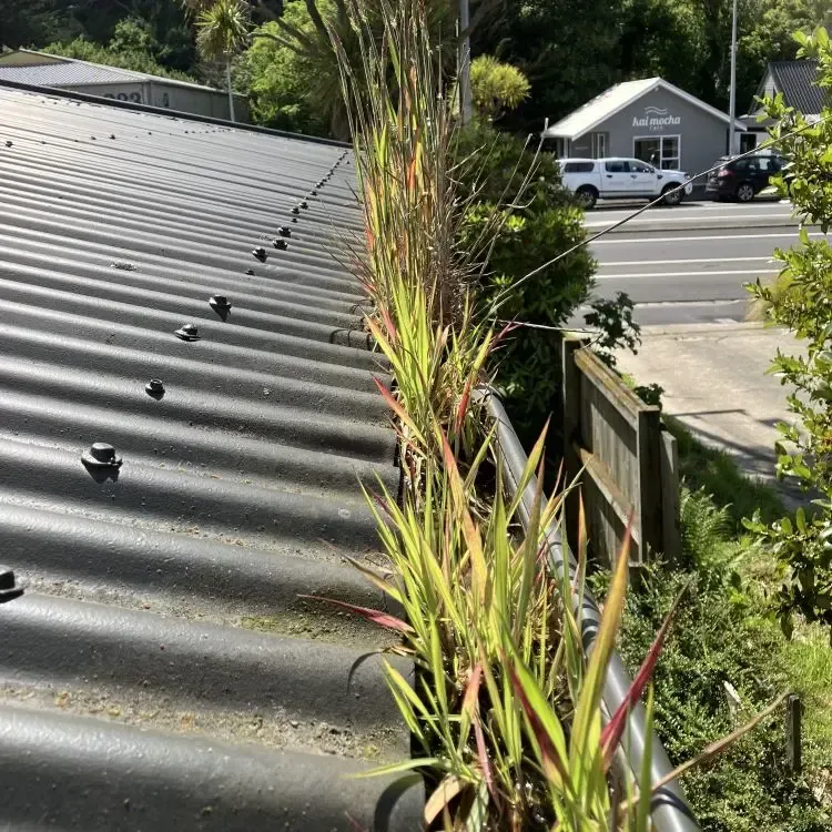 Before: Tall grass and plant growth blocking the roof spouting along the edge before cleaning, Bradford, Dunedin.
