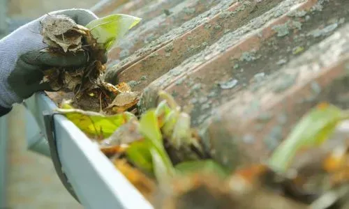 Gloved hand clearing leaves and debris from an old roof gutter during a spout clean in Caversham, Dunedin.