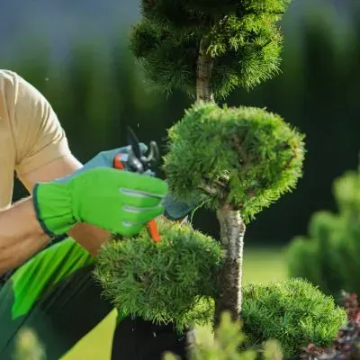 Professional pruning of a shaped shrub in a Dunedin residential garden to support structure and healthy regrowth.