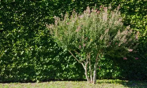 Small to medium backyard tree in Dunedin, illustrating the typical size for tree removal pricing.